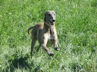 Los galgos somos así y que nadie lo dude!!