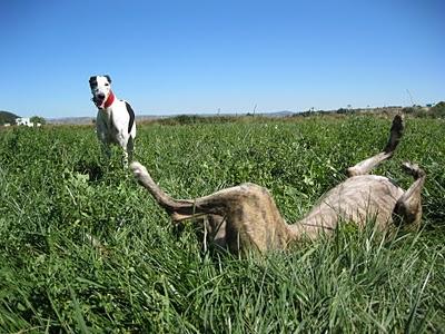 Los galgos somos así y que nadie lo dude!!
