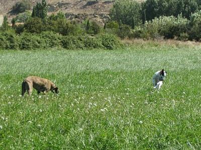 Los galgos somos así y que nadie lo dude!!