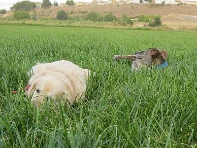 Los galgos somos así y que nadie lo dude!!