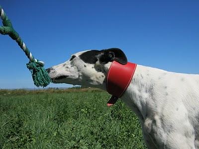 Los galgos somos así y que nadie lo dude!!