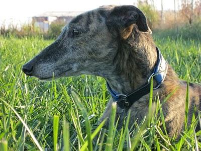 Los galgos somos así y que nadie lo dude!!