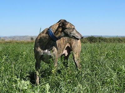 Los galgos somos así y que nadie lo dude!!