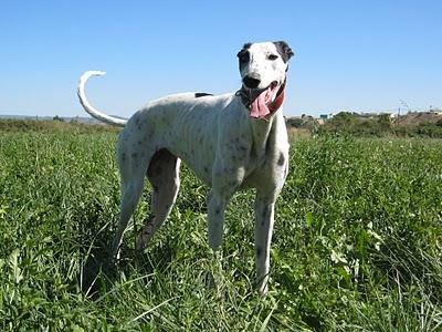 Los galgos somos así y que nadie lo dude!!