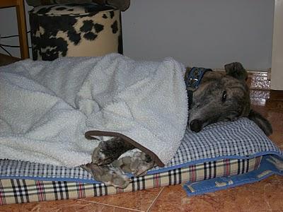 Los galgos somos así y que nadie lo dude!!