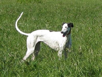 Los galgos somos así y que nadie lo dude!!