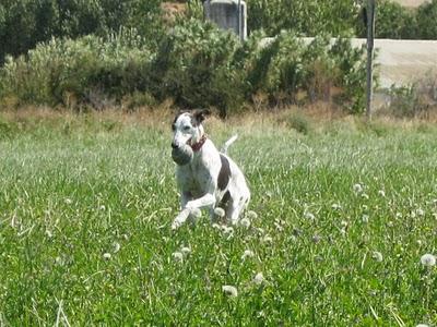 Los galgos somos así y que nadie lo dude!!