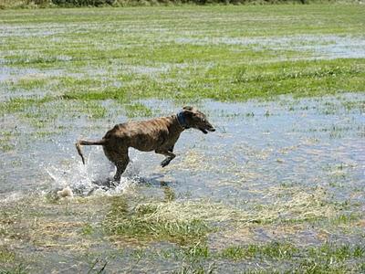 Los galgos somos así y que nadie lo dude!!