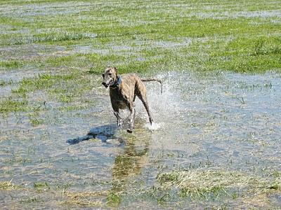 Los galgos somos así y que nadie lo dude!!