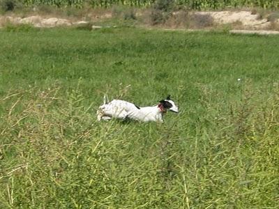 Los galgos somos así y que nadie lo dude!!