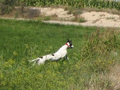 Los galgos somos así y que nadie lo dude!!