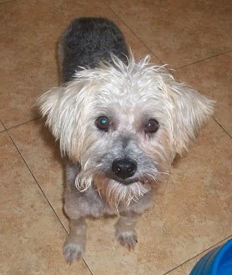 NOVEDADES: LENA necesita quien la quiera para siempre (Murcia)