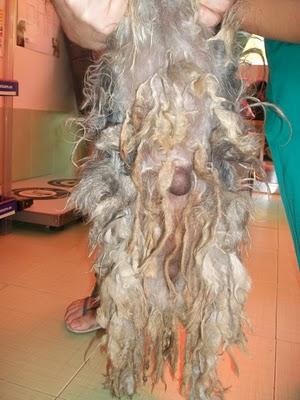 NOVEDADES: LENA necesita quien la quiera para siempre (Murcia)