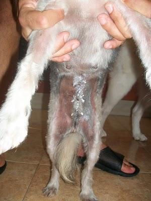 NOVEDADES: LENA necesita quien la quiera para siempre (Murcia)