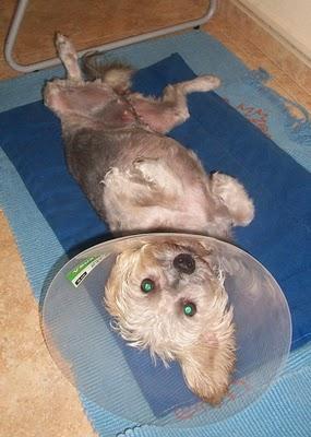 NOVEDADES: LENA necesita quien la quiera para siempre (Murcia)