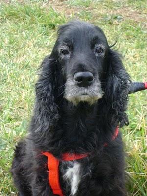 SUSI, UNA ENTRAÑABLE COCKER