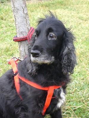 SUSI, UNA ENTRAÑABLE COCKER