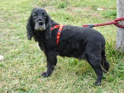 SUSI, UNA ENTRAÑABLE COCKER