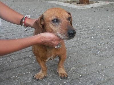 PERRITO PEQUEÑO DEAMBULANDO POR LA CALLE. (MERIDA)