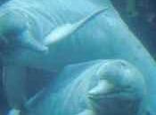 Amazonas, espejo cambio climático