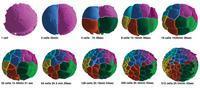 El desarrollo de un embrión en 3D y alta definición: de 1 a 1000 células en 180 minutos