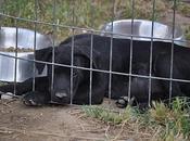 Cadiz Cachorrita cruce labradora indigente sigue nada!!