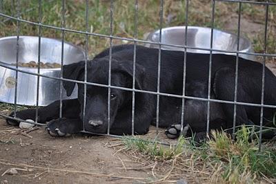 Cadiz Cachorrita cruce de labradora del indigente sigue sin nada!!