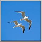 Un estudio indica que las gaviotas portan bacterias resistentes a antibióticos