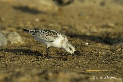 Sigue la migración de los limícolas