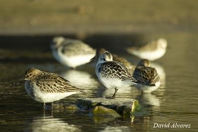 Sigue la migración de los limícolas