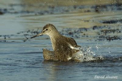 Sigue la migración de los limícolas