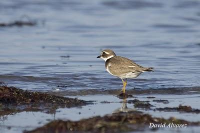 Sigue la migración de los limícolas