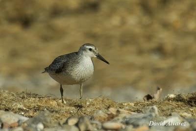 Sigue la migración de los limícolas