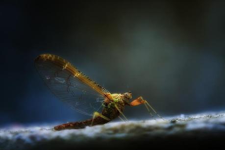 Leon Baas – Macros