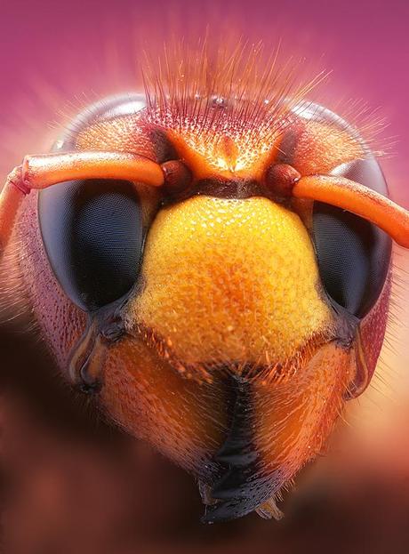 Leon Baas – Macros