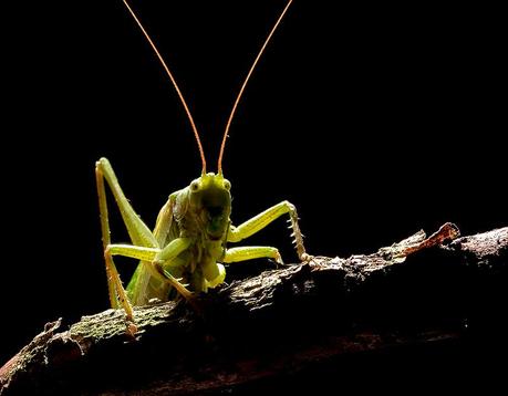 Leon Baas – Macros