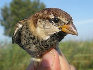 El Paso migratorio postnupcial en las Marismas del Guadalquivir // 18-9-2010