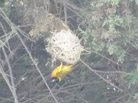 El Paso migratorio postnupcial en las Marismas del Guadalquivir // 18-9-2010