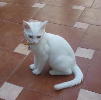 Oscarina, hermosa gatita sorda en adopción (Murcia)