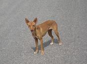 Perrito calle necesita acogida. URGENTE.