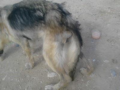 Morirá en la carretera.La perrilla está muy mal.  URGENTISIMO.