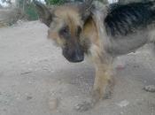 Morirá carretera.La perrilla está mal. URGENTISIMO.