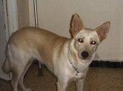 Urgente!!!perrita desaparecida pilas, provincia sevilla!!