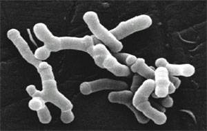 Bifidobacterium longum