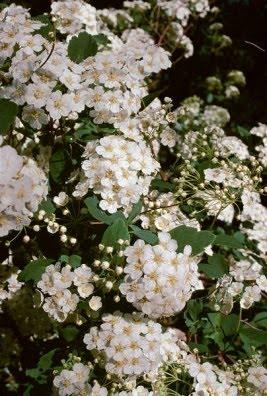 Híbridos almizcleños (musk) (II): combinaciones con otros arbustos en el jardín.