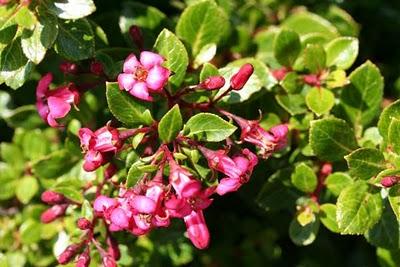 Híbridos almizcleños (musk) (II): combinaciones con otros arbustos en el jardín.