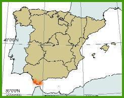 El ladrillo ataca de nuevo a nuestros ecosistemas costeros y flora amenazada. “EL Palmar Gran Resort” contra Hypochaeris salzmanniana