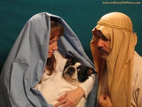 Awkward Family Pet Photos :: álbum familiar con inocentes mascotas