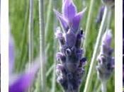 Lavanda, planta medicinal