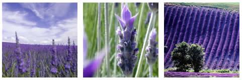 Lavanda, planta medicinal